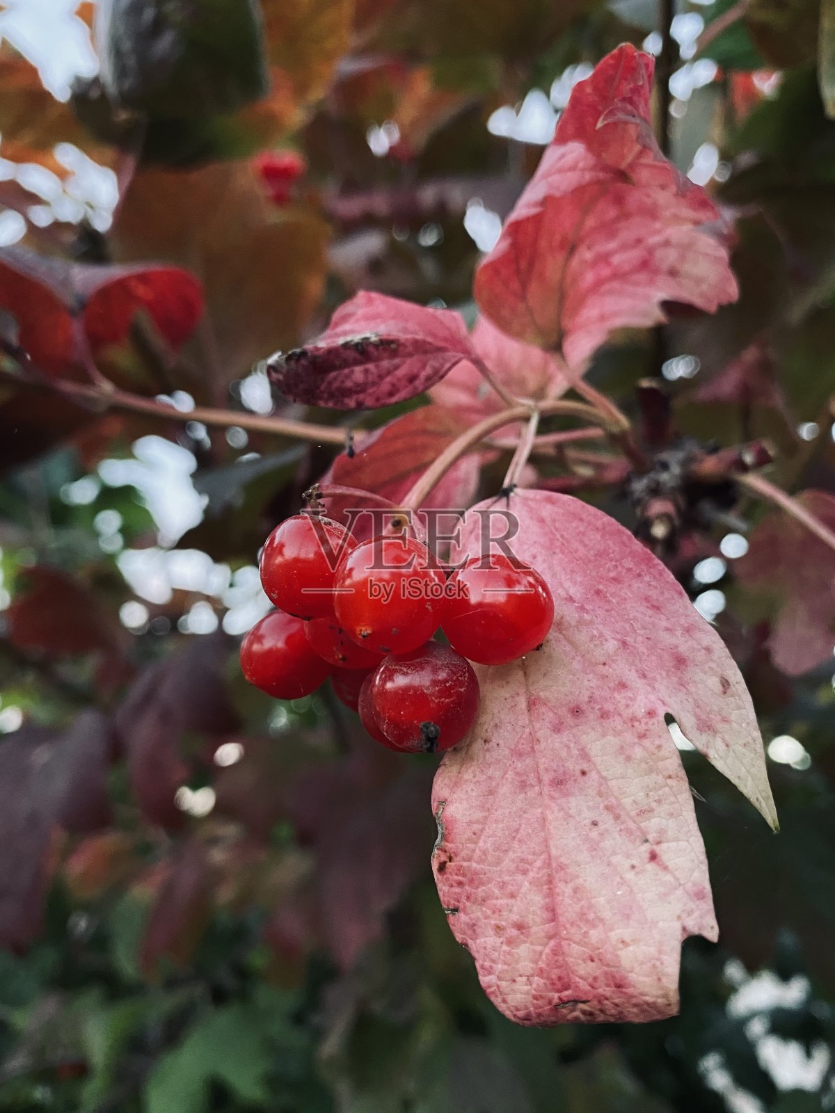 树上的荚蒾照片摄影图片