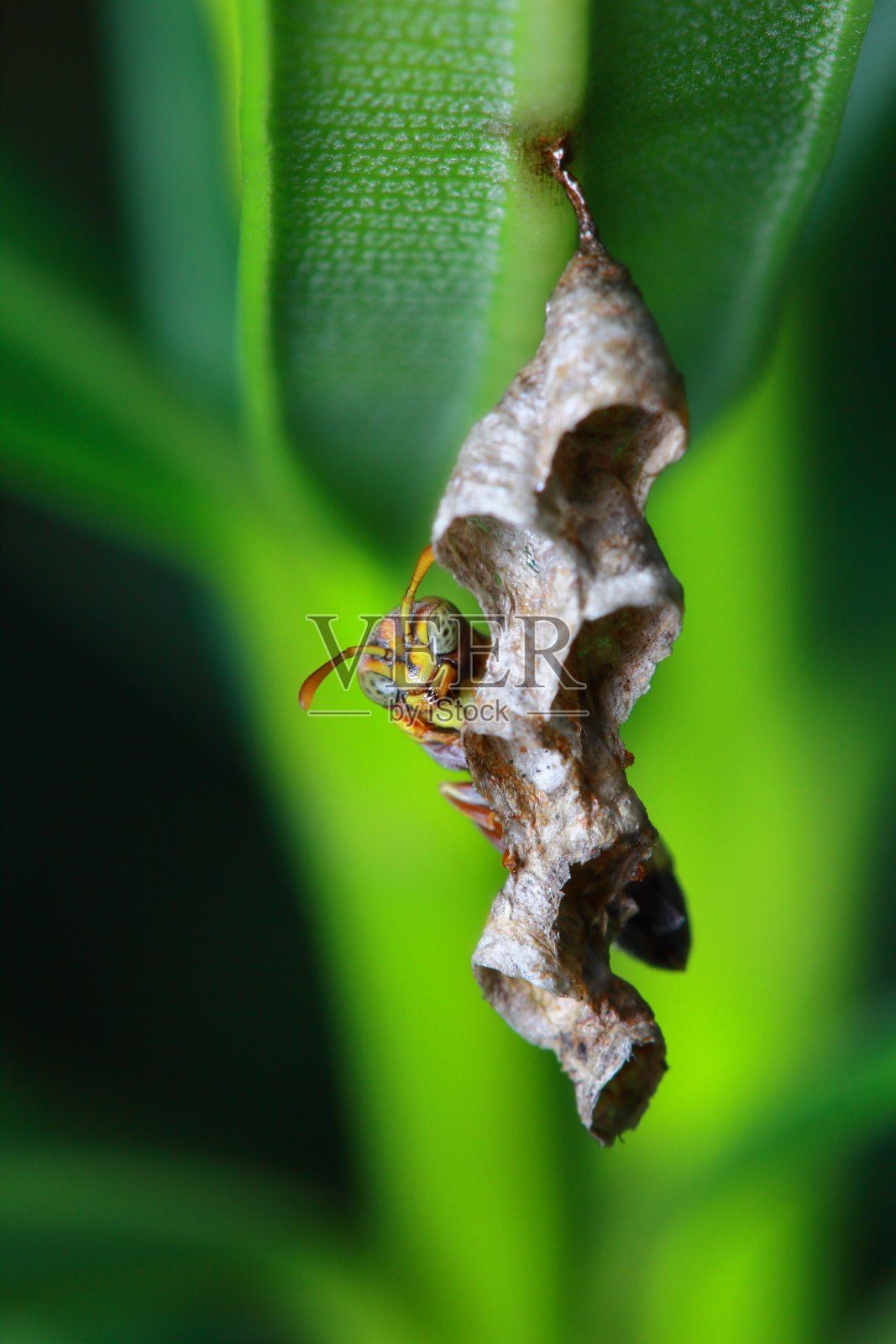 花园里树上的黄蜂照片摄影图片