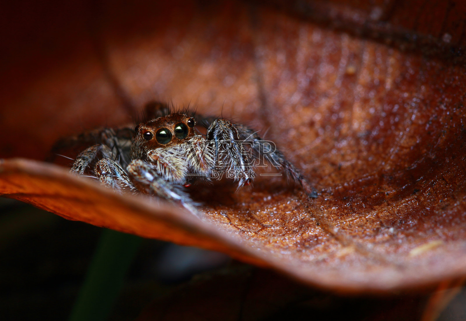 蜘蛛在花园里跳照片摄影图片