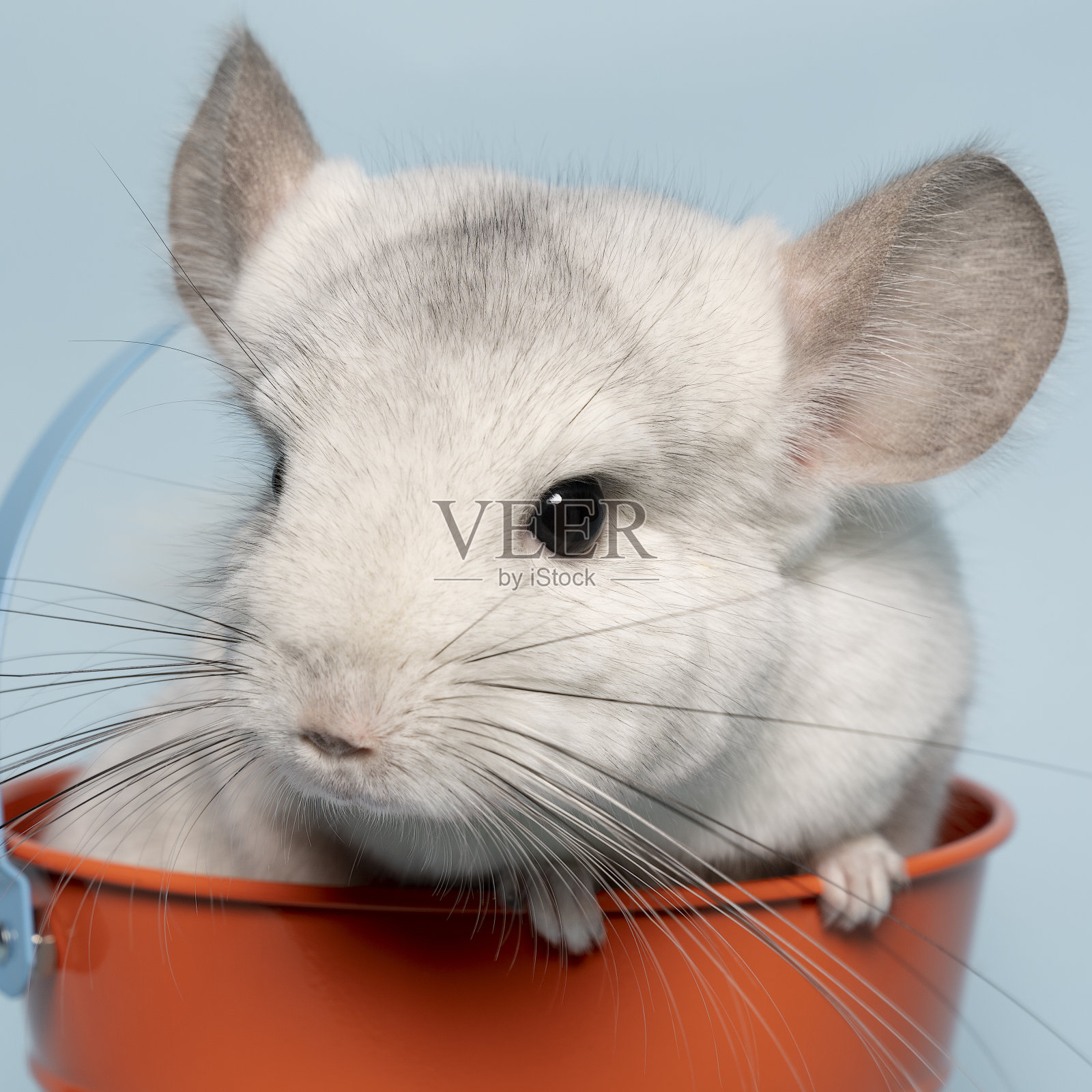 可爱的白色栗鼠在一个桶在蓝色的背景看着相机照片摄影图片