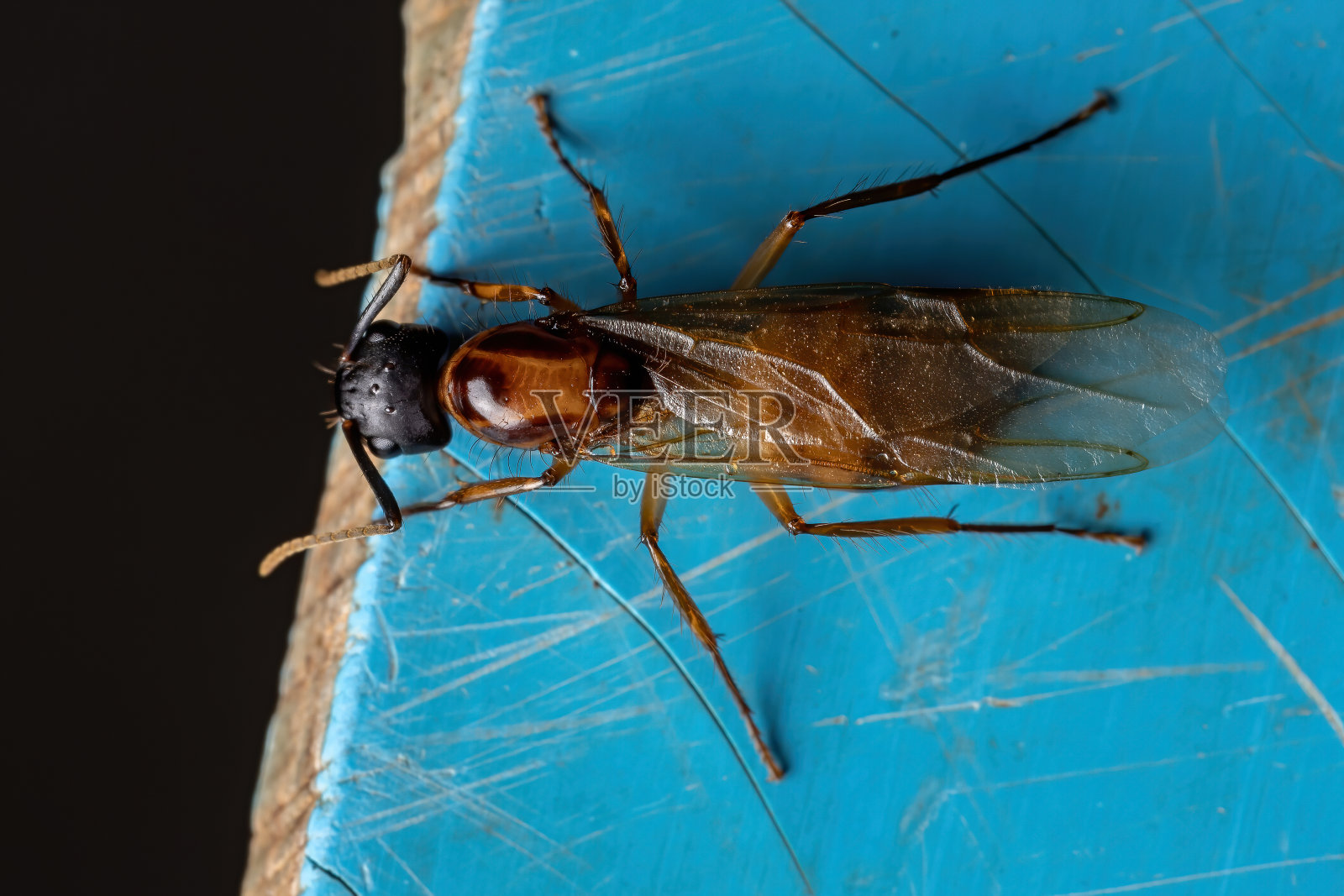 成人木蚁照片摄影图片