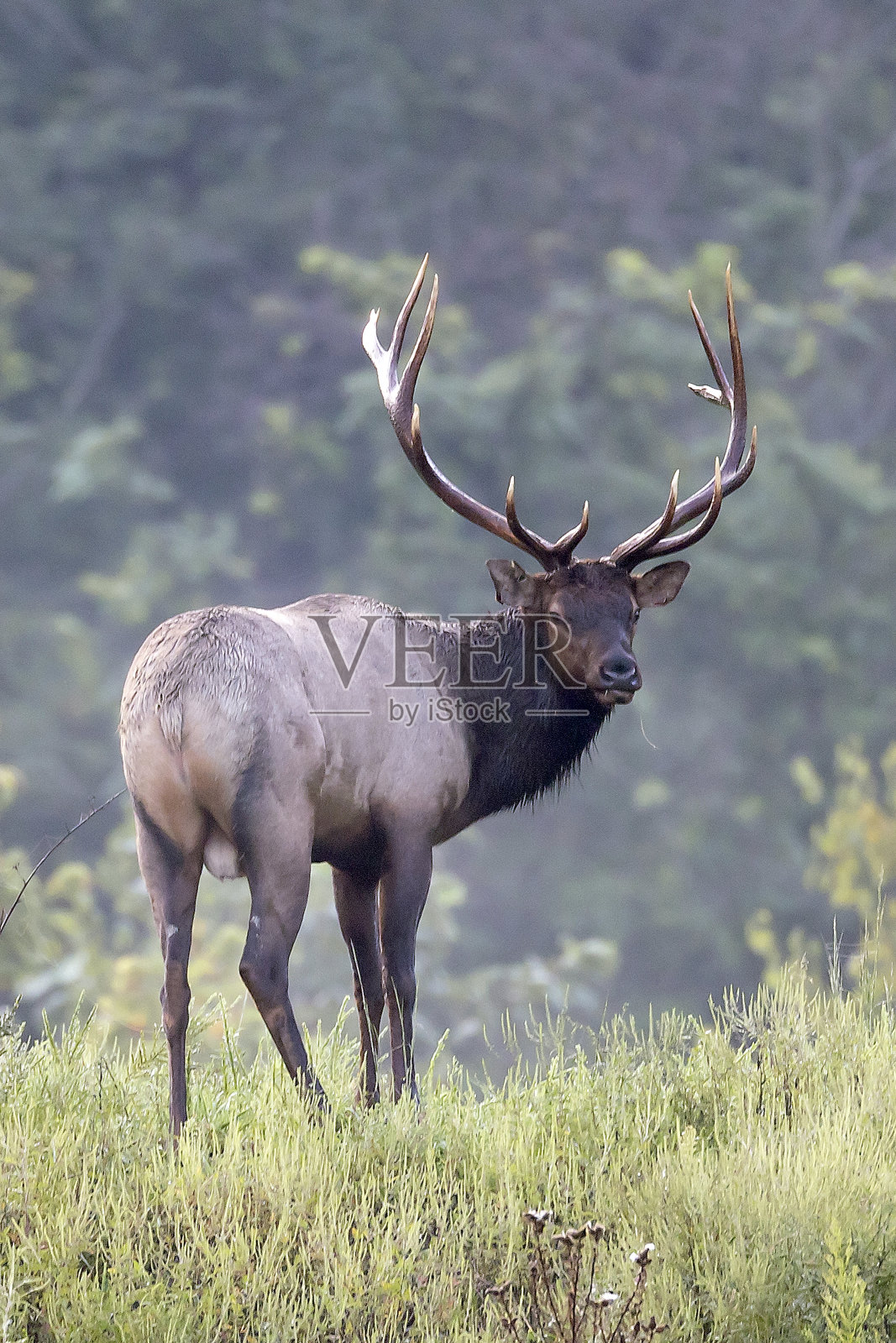 公牛每个照片摄影图片