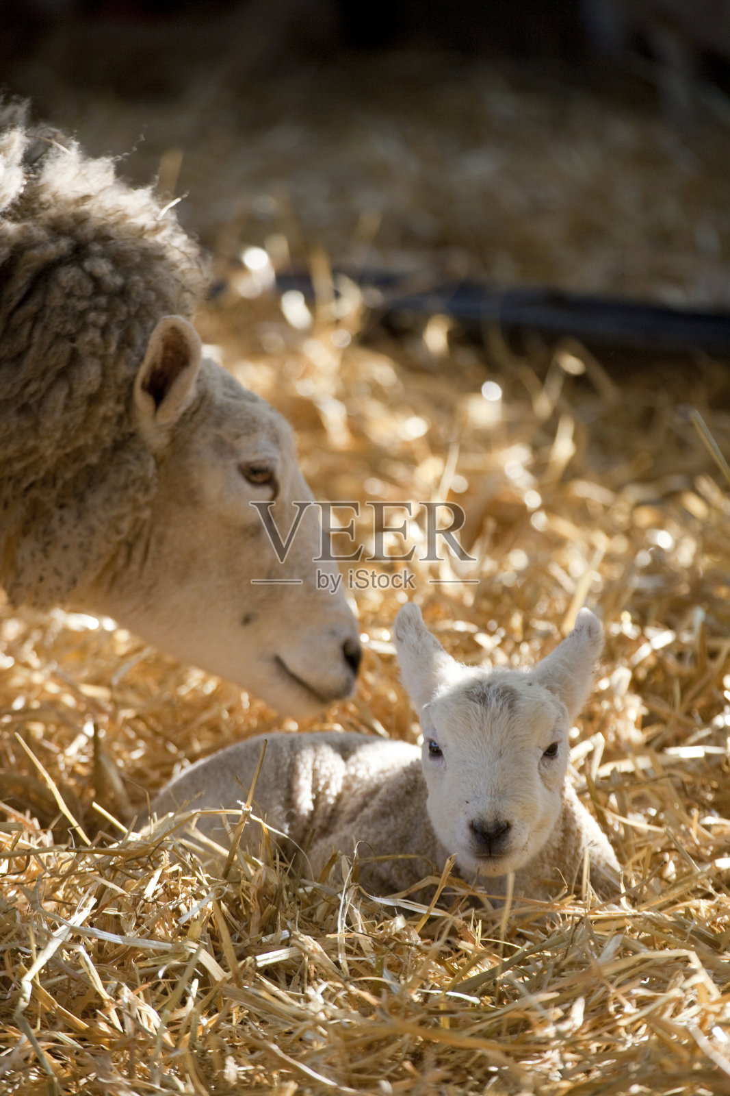 农场里白脸新生的莱恩小羊照片摄影图片