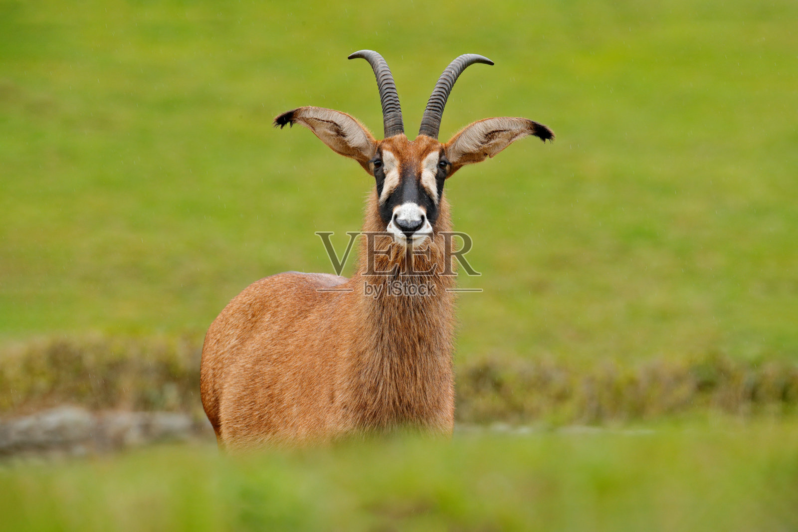 Roan antelope, Hippotragus equinus,草原羚羊,分布于非洲西部、中部、东部和南部。哺乳动物的细节肖像,头部有大耳朵和鹿角。非洲的野生动物。照片摄影图片