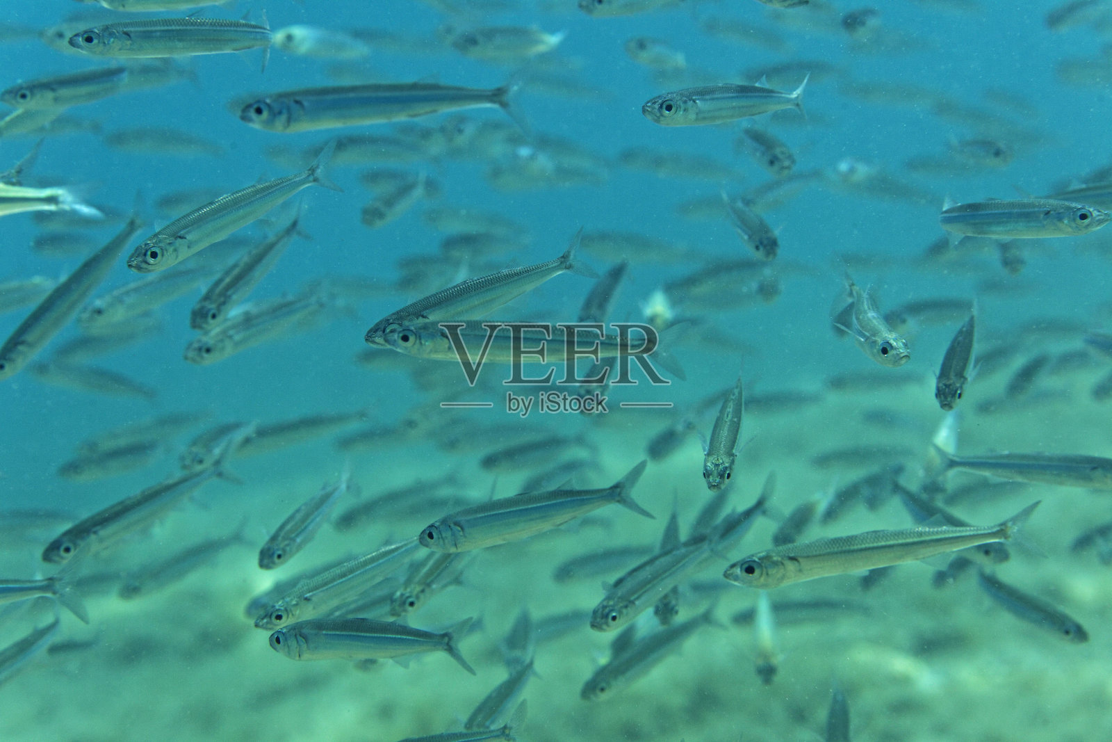 克罗地亚亚得里亚海的一群小鱼照片摄影图片