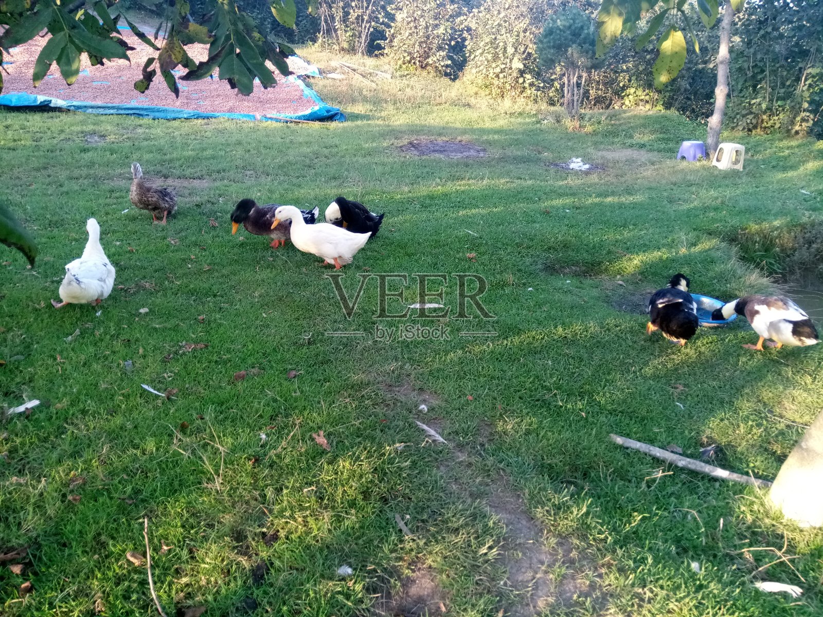 鸭子照片摄影图片