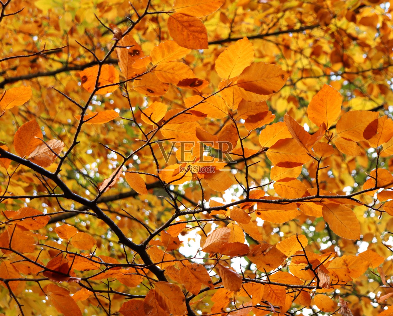 秋天的落叶照片摄影图片