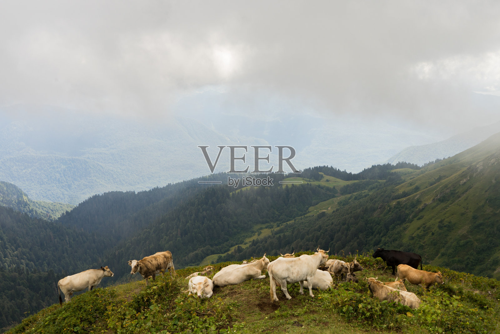 美丽的瑞士奶牛。高山草甸。阿尔卑斯山山间草甸宁静的夏日景色。山村谷地盛夏。照片摄影图片