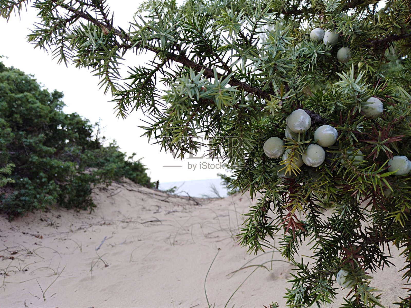 通往海滩的路照片摄影图片