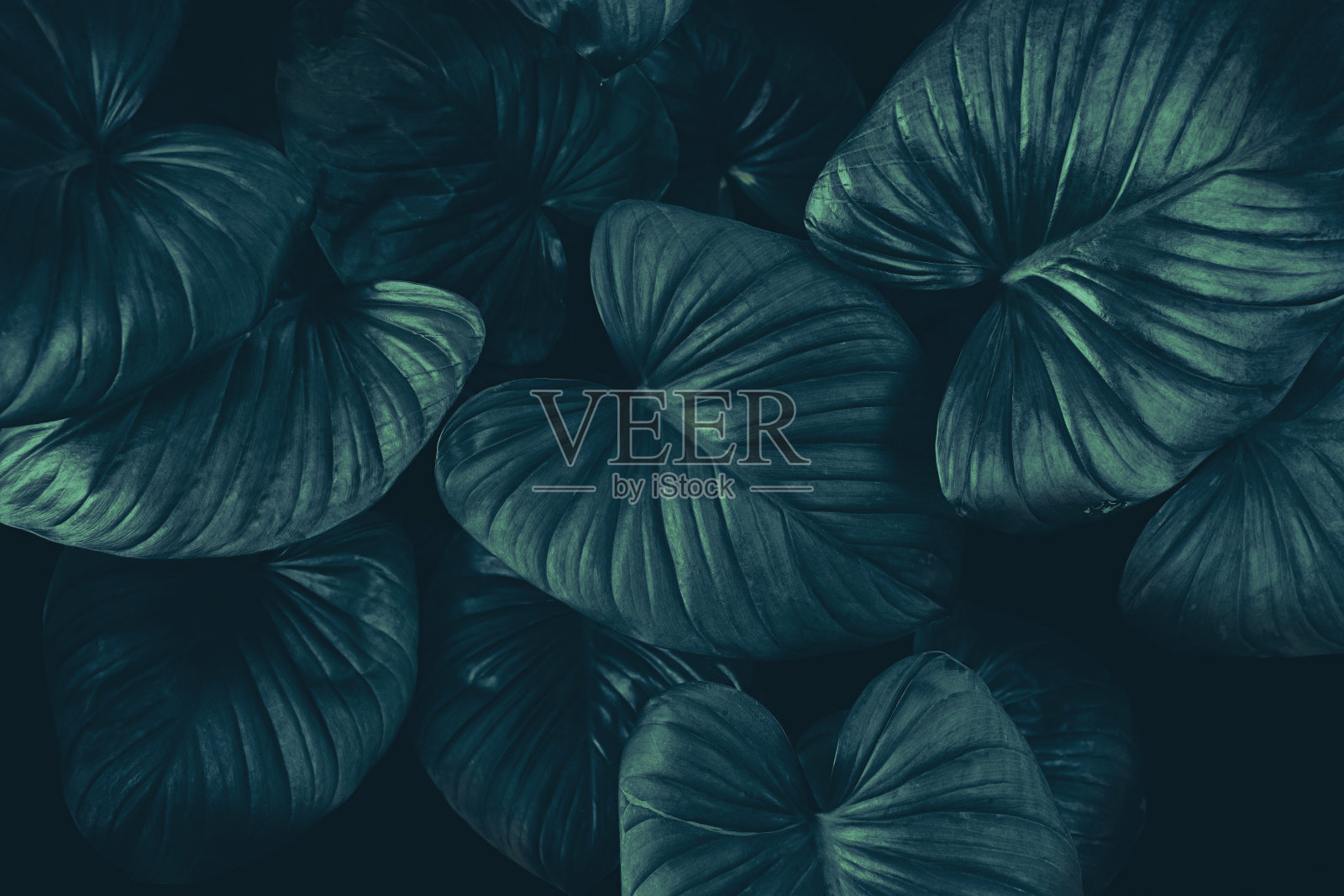 热带叶,螺旋形,深绿色自然背景照片摄影图片