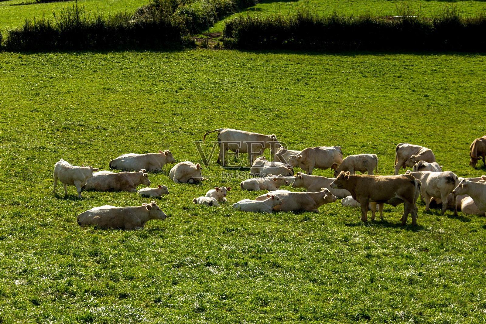 夏洛莱牧群在蒙特du_Mâconais在勃艮第照片摄影图片