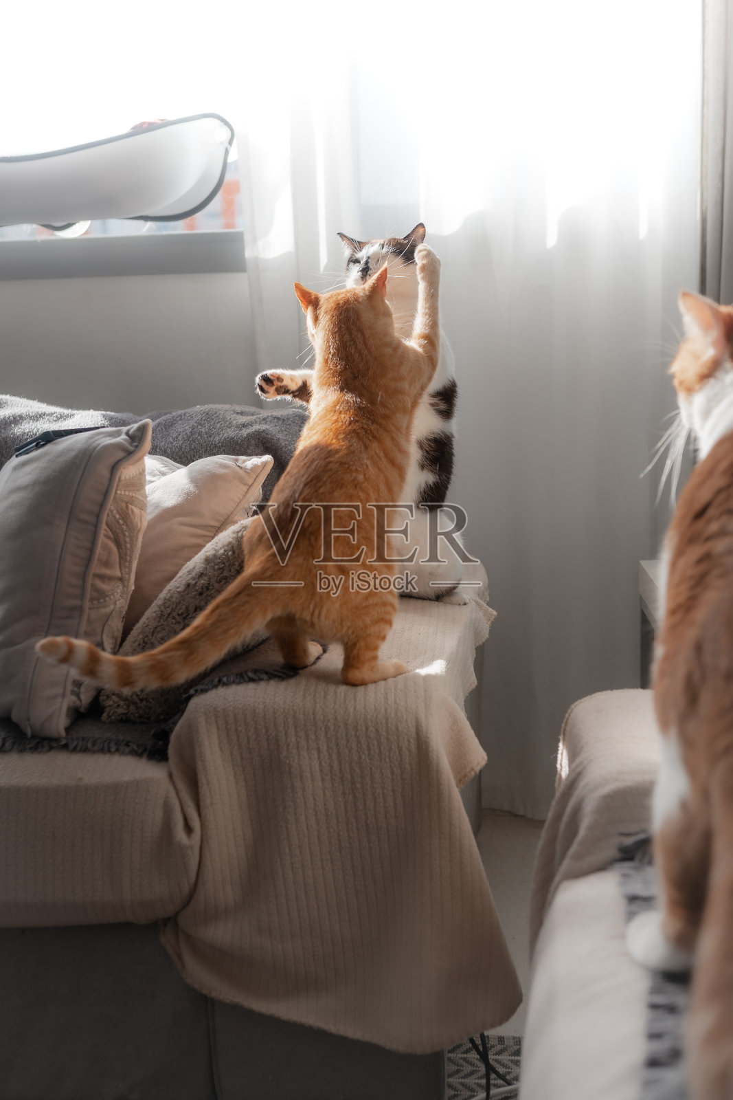 垂直的构图。两只家猫在客厅里玩耍照片摄影图片