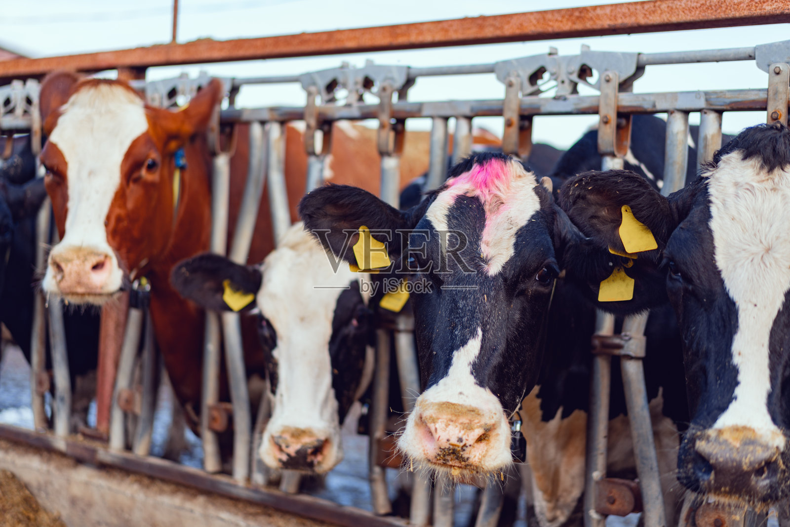 奶牛的近距离照片窥视牛棚篱笆照片摄影图片