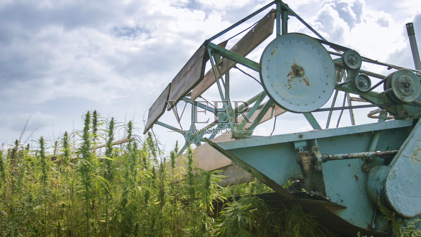大麻收割机采集大麻照片摄影图片