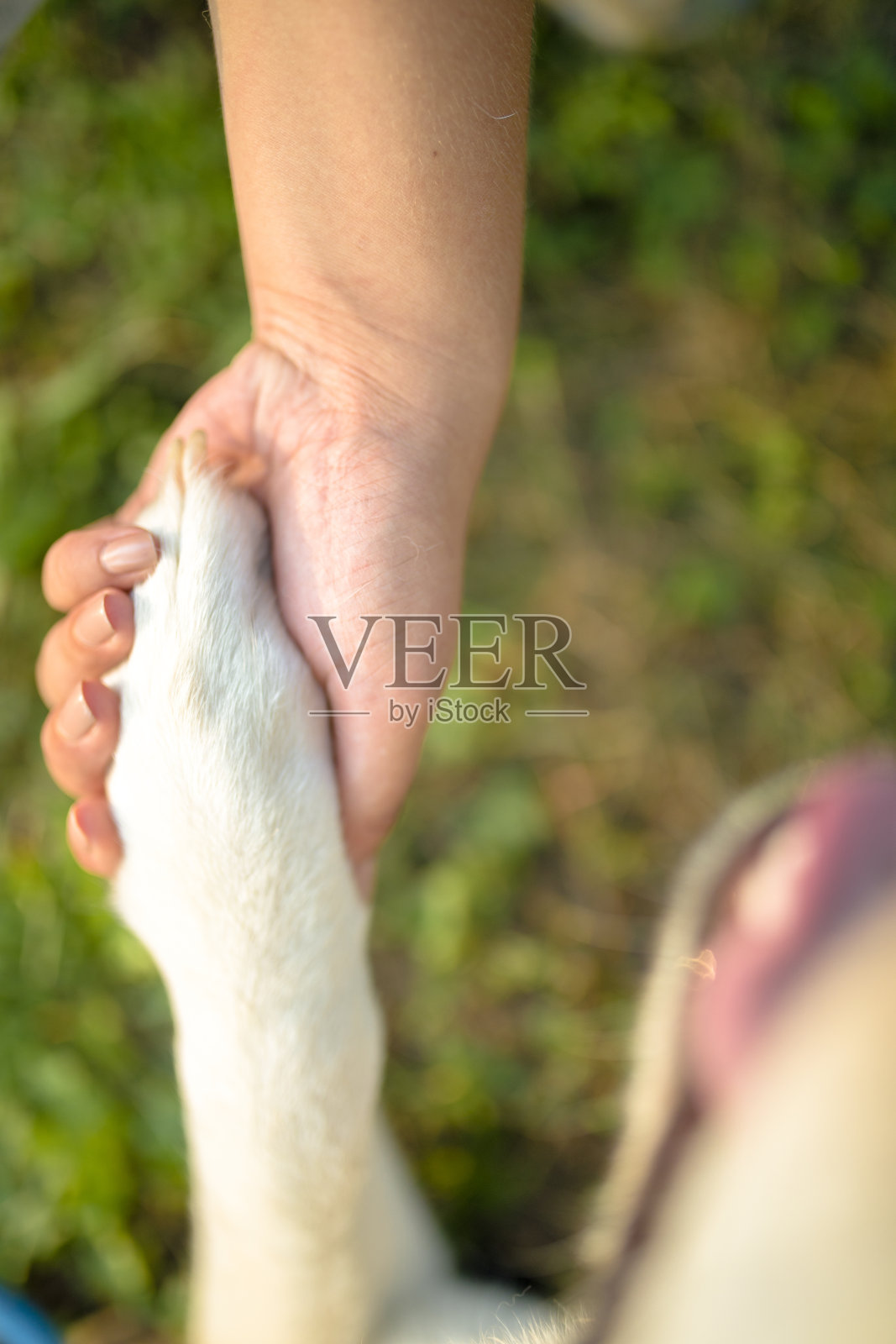 一个女人的手牵着狗的爪子在户外公园的特写照片摄影图片