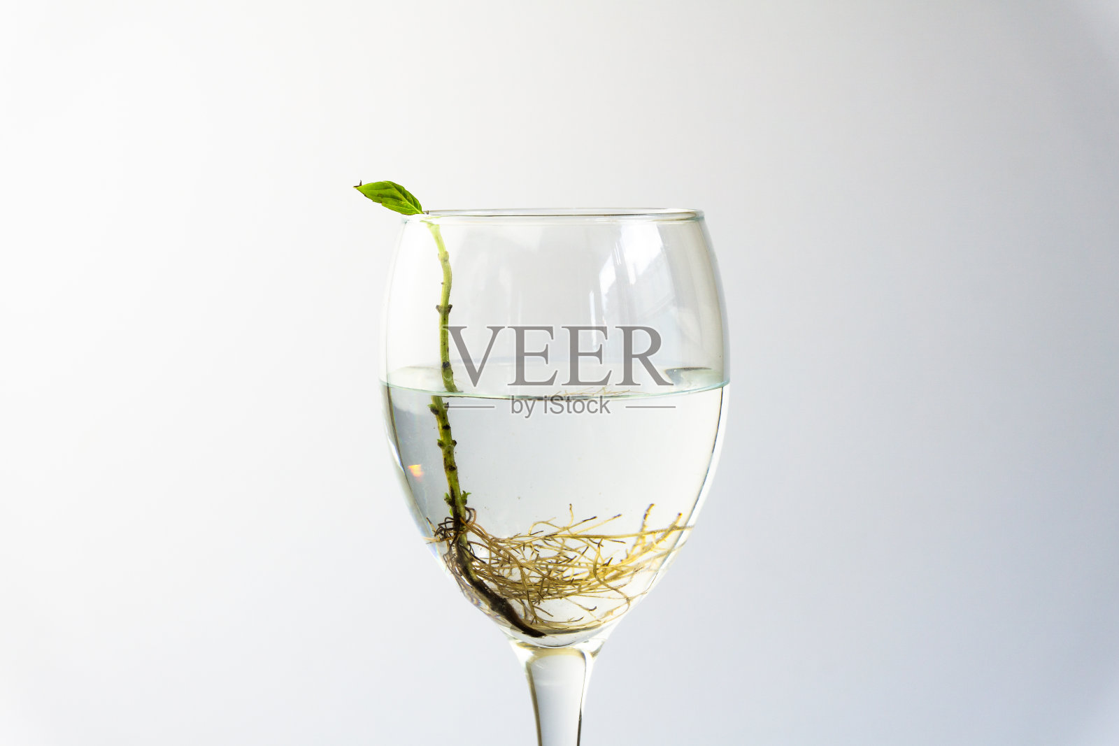 罗勒与根在水在葡萄酒杯。许多根在水中。新生活概念。植物生长。希望。文本空间。照片摄影图片