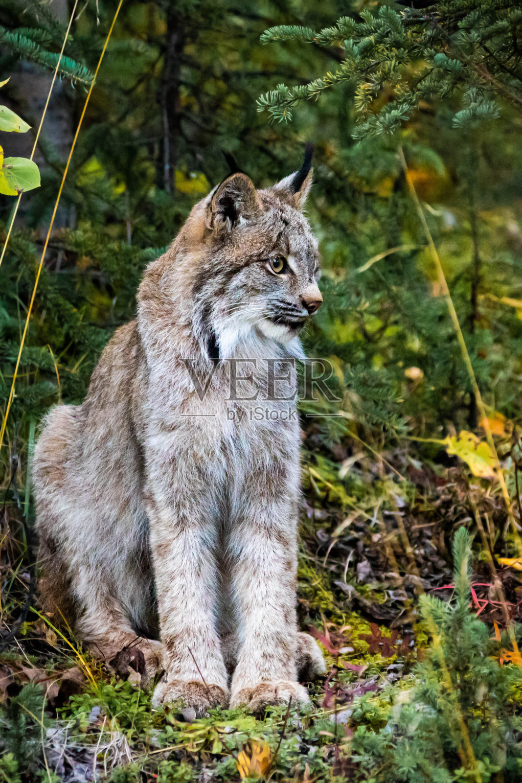 近距离野生山猫肖像在森林看远离相机照片摄影图片
