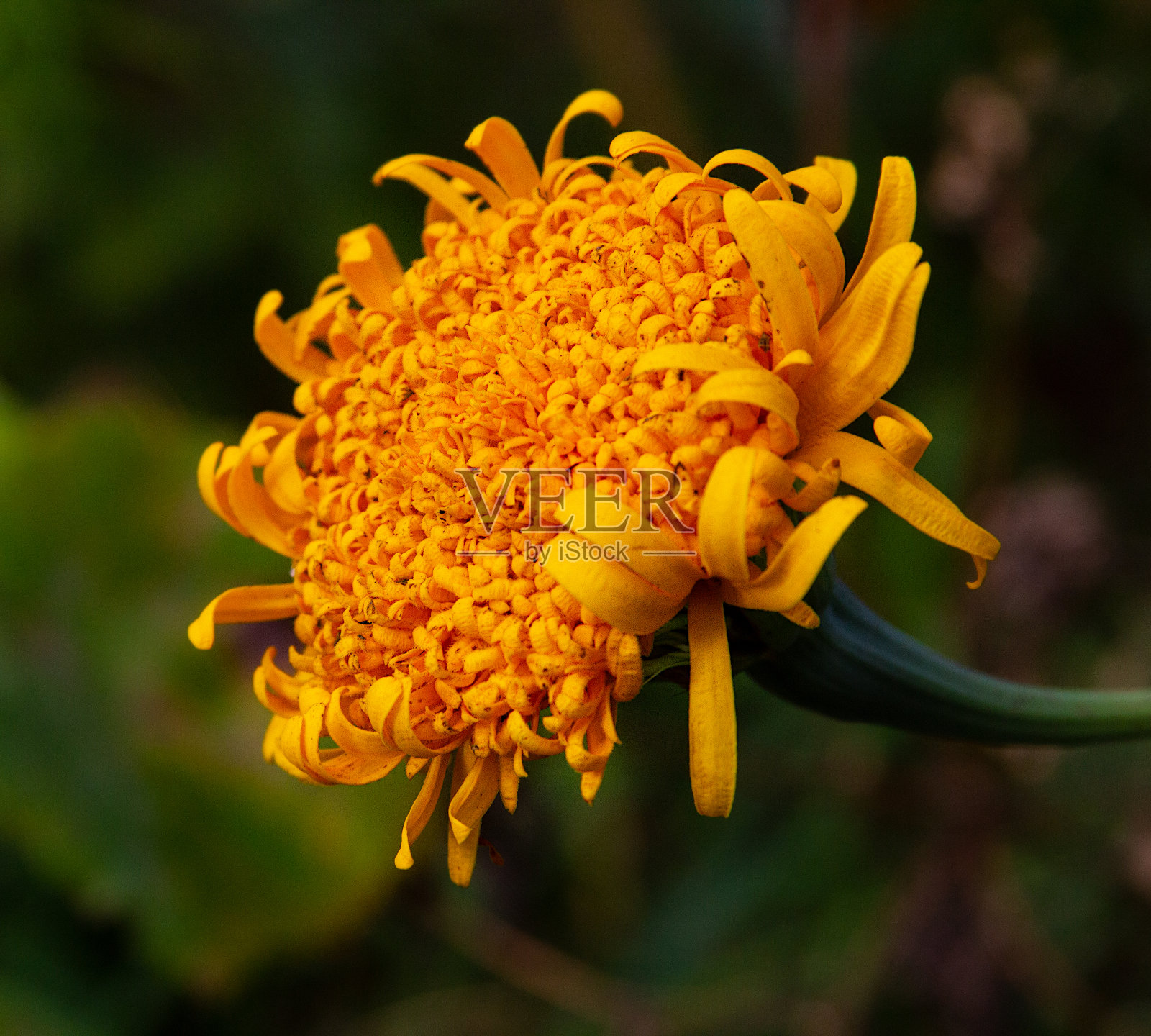 万寿菊是美丽的秋天的花。照片摄影图片