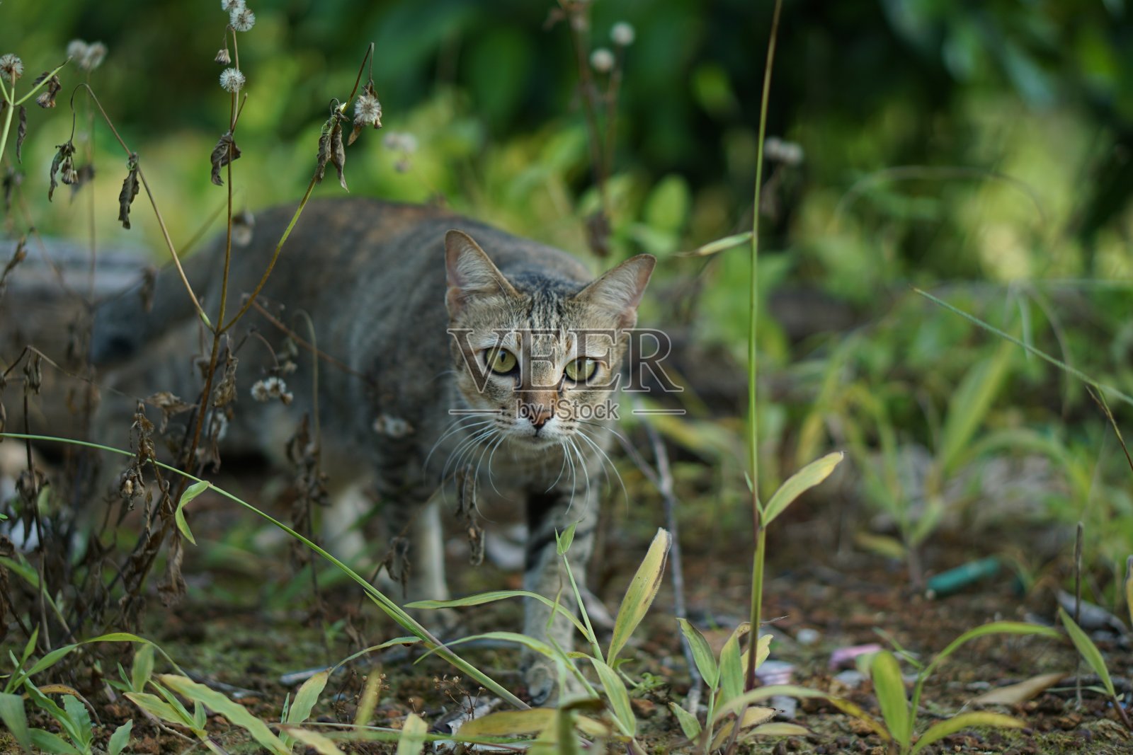 猫照片摄影图片