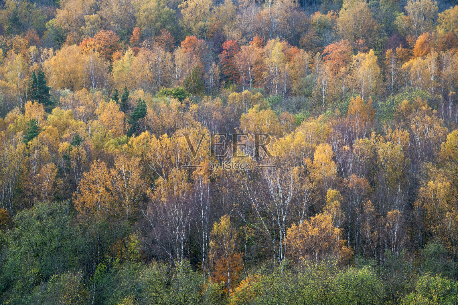 令人窒息的全景鸟瞰图的山五颜六色的红色,橙色和黄色的树照片摄影图片