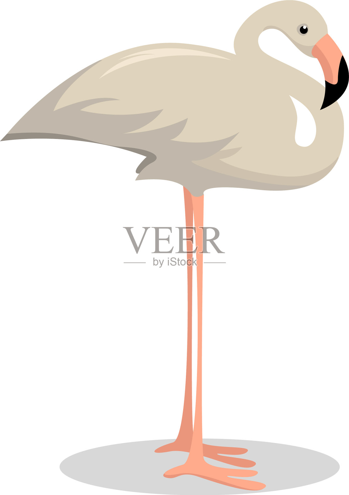 白化火烈鸟在白色的背景设计元素图片