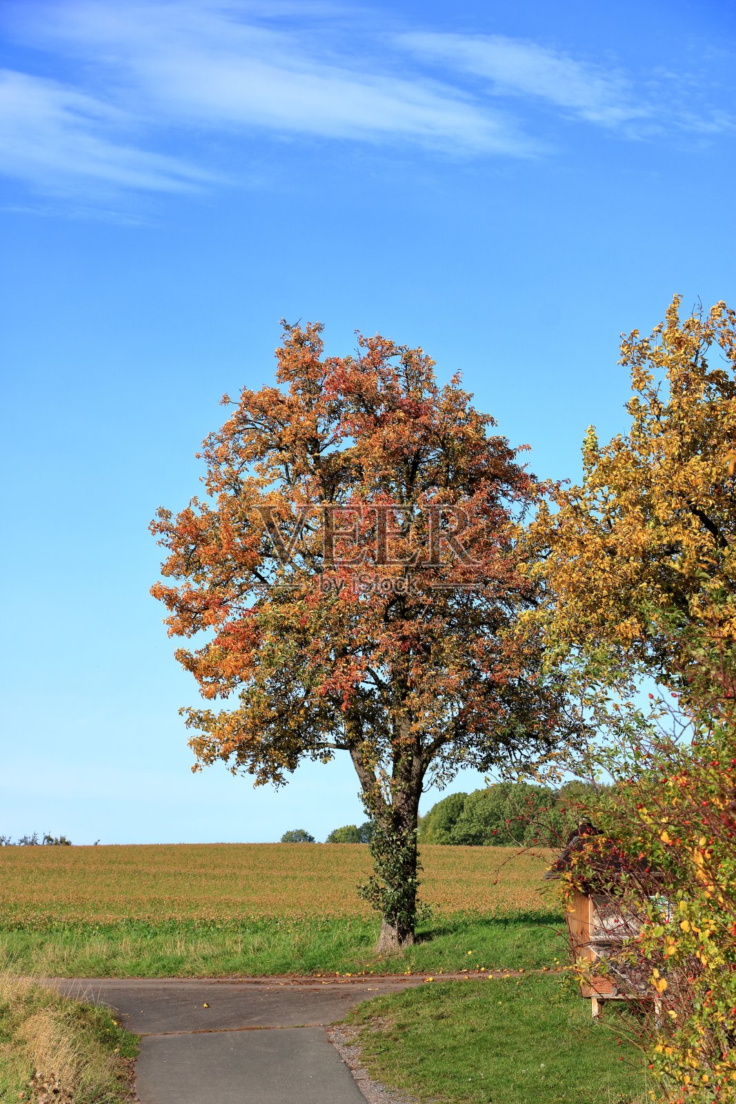 美丽的秋天树木在秋天的风景照片摄影图片