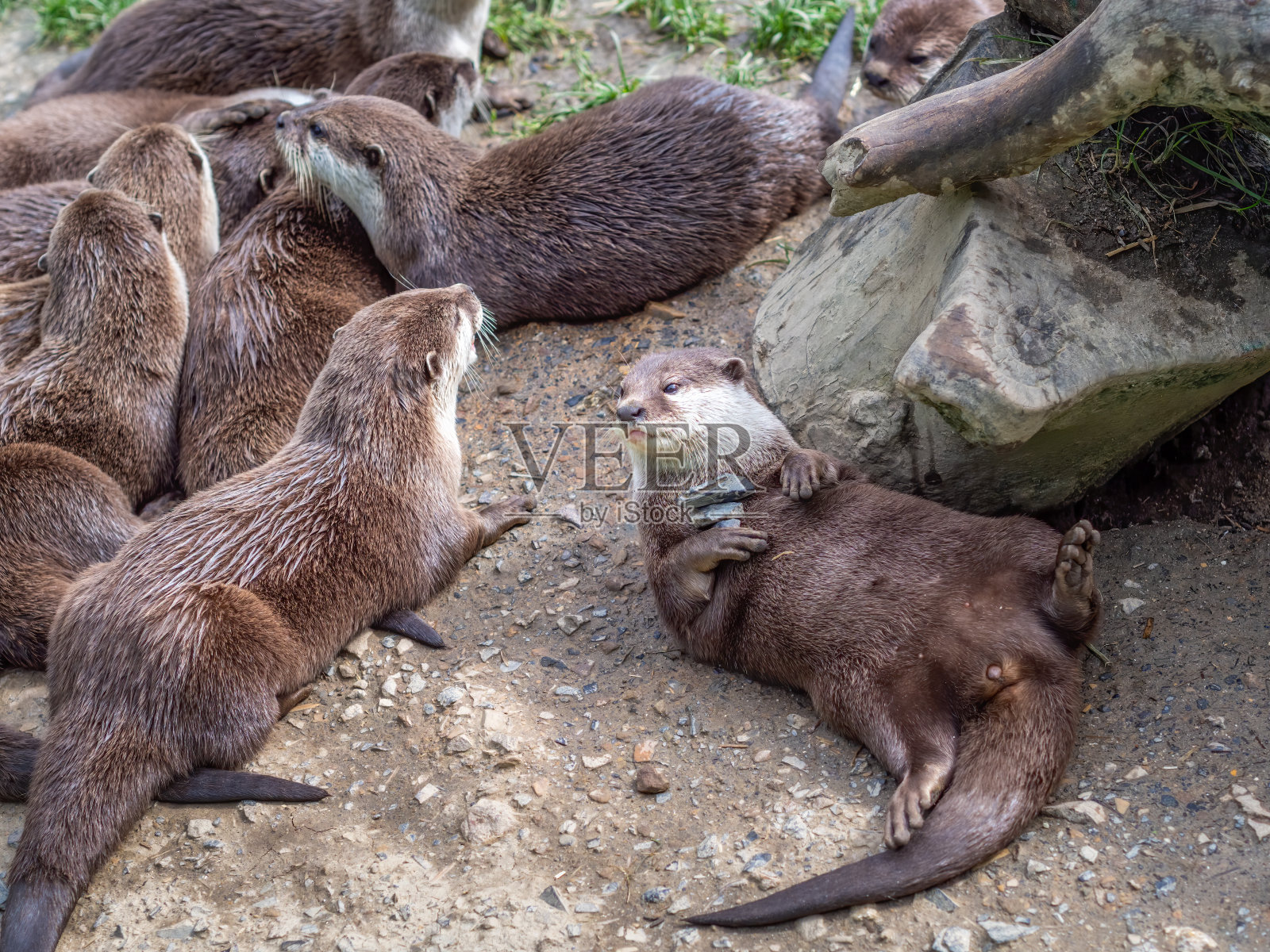 亚洲短爪水獭,灰玛瑙,一只背对着玩石头。照片摄影图片