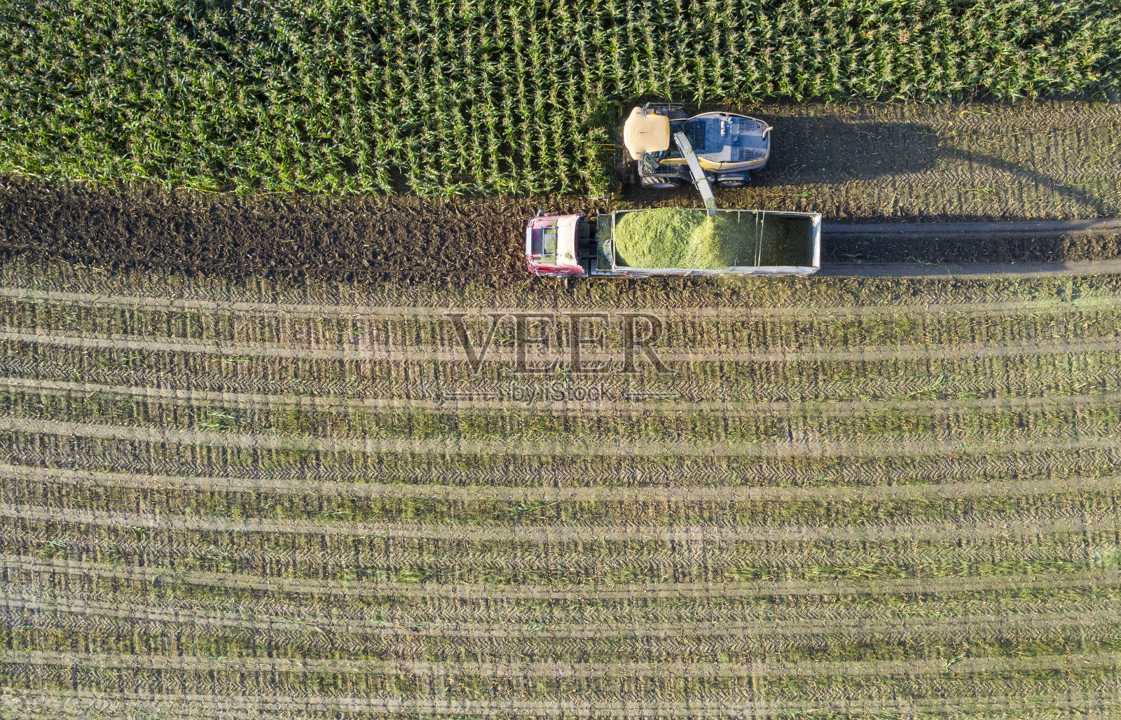 在玉米地里收割玉米照片摄影图片