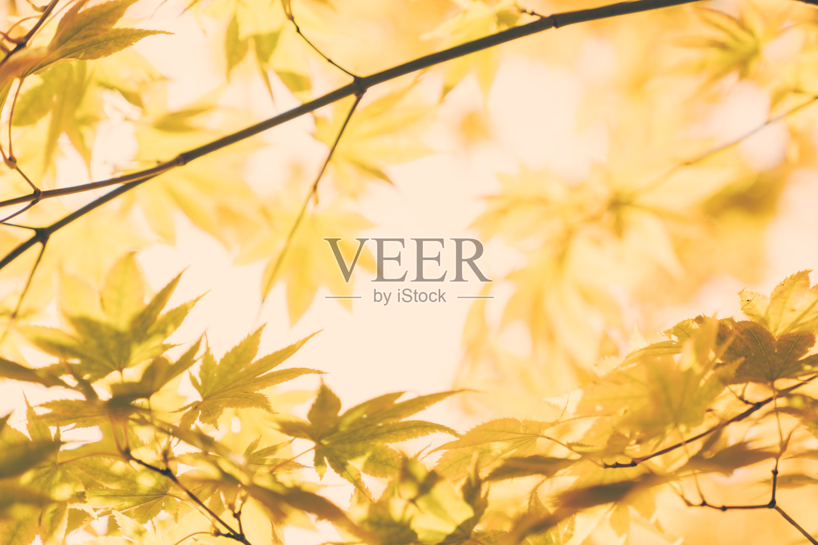 秋天的枫叶背景。照片摄影图片