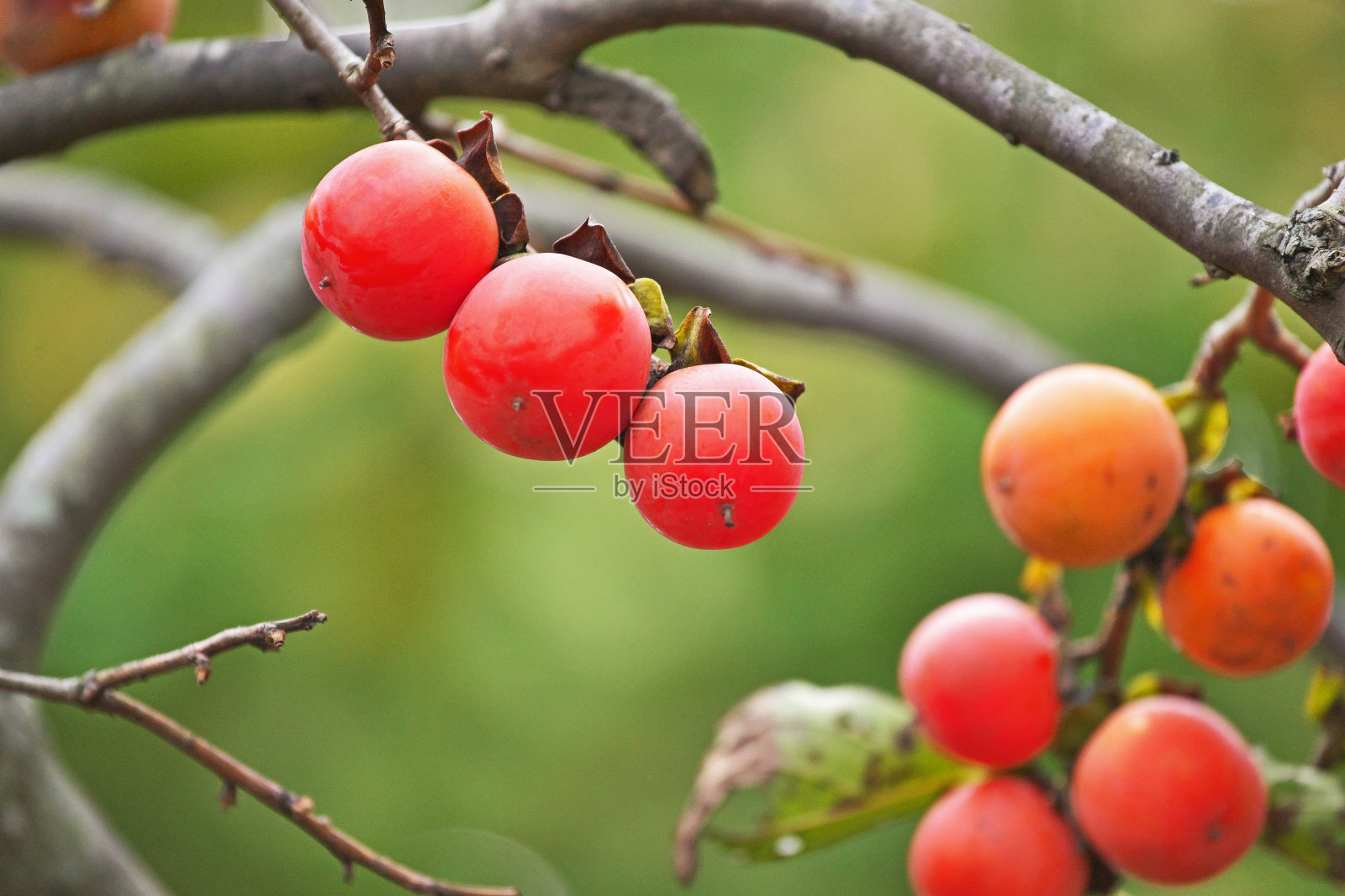 日本柿子果实照片摄影图片