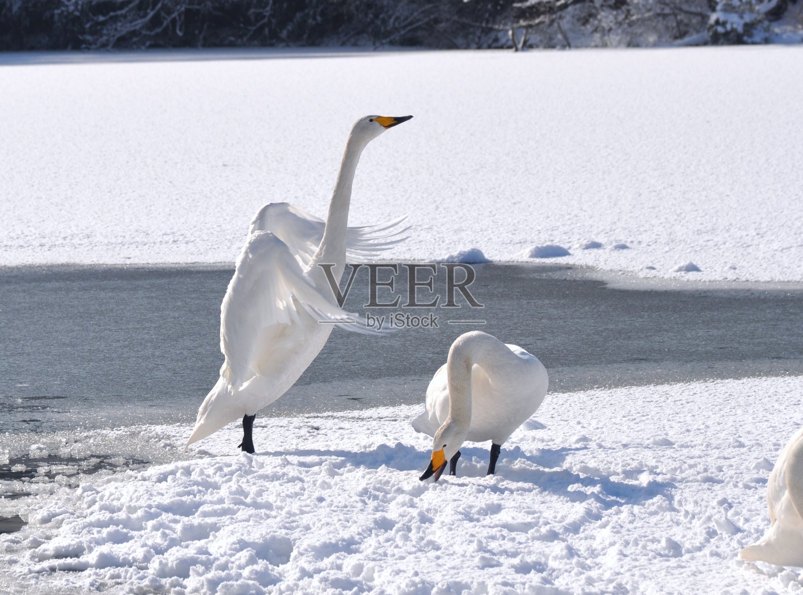天鹅照片摄影图片