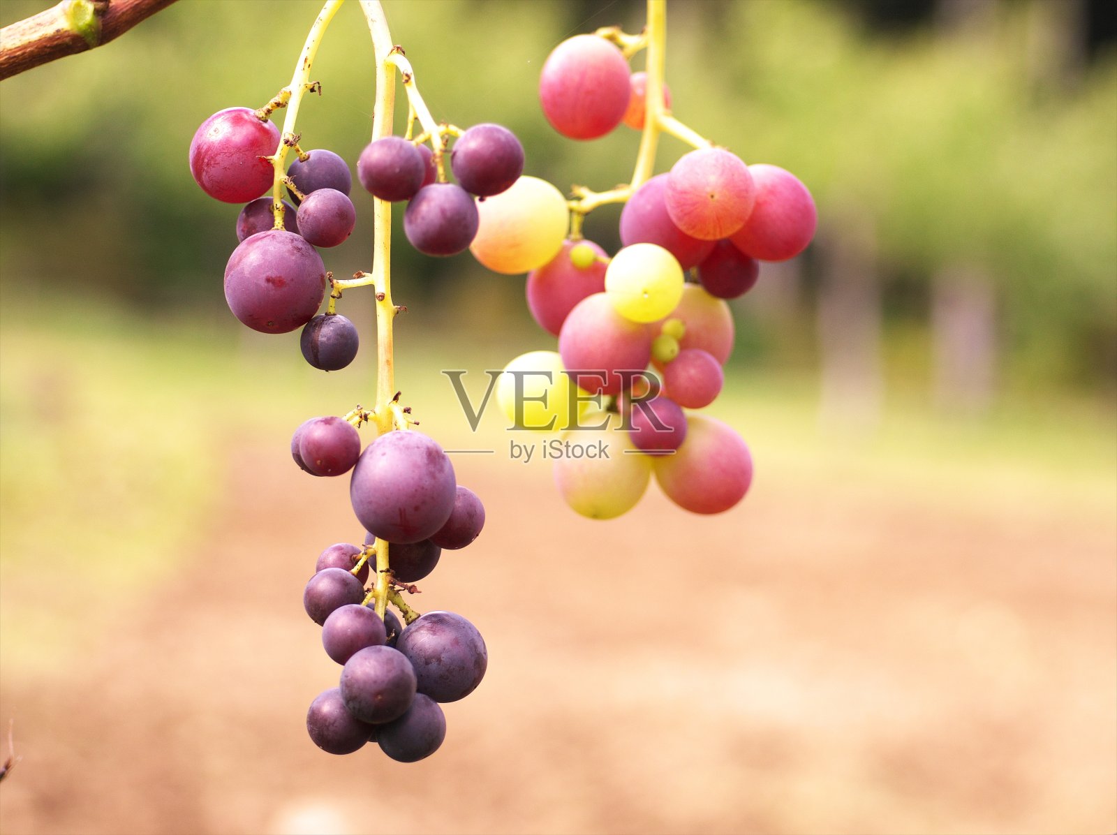 葡萄照片摄影图片