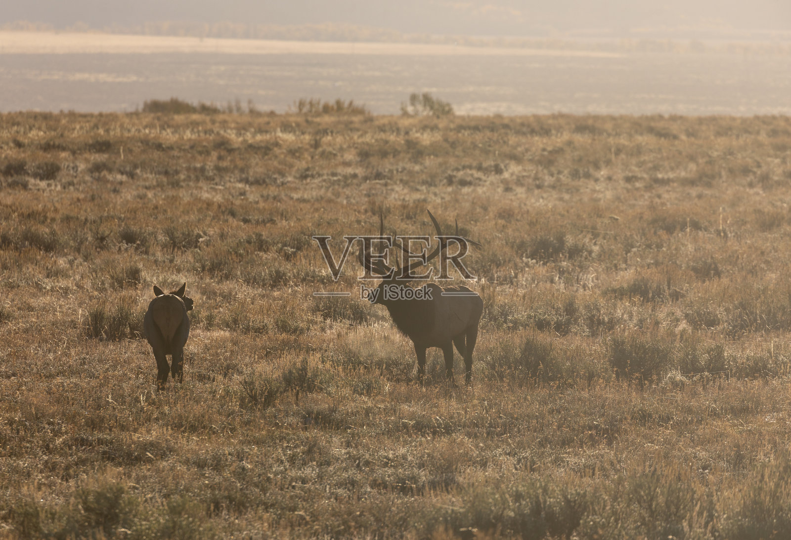 怀俄明州秋天拉特的麋鹿照片摄影图片