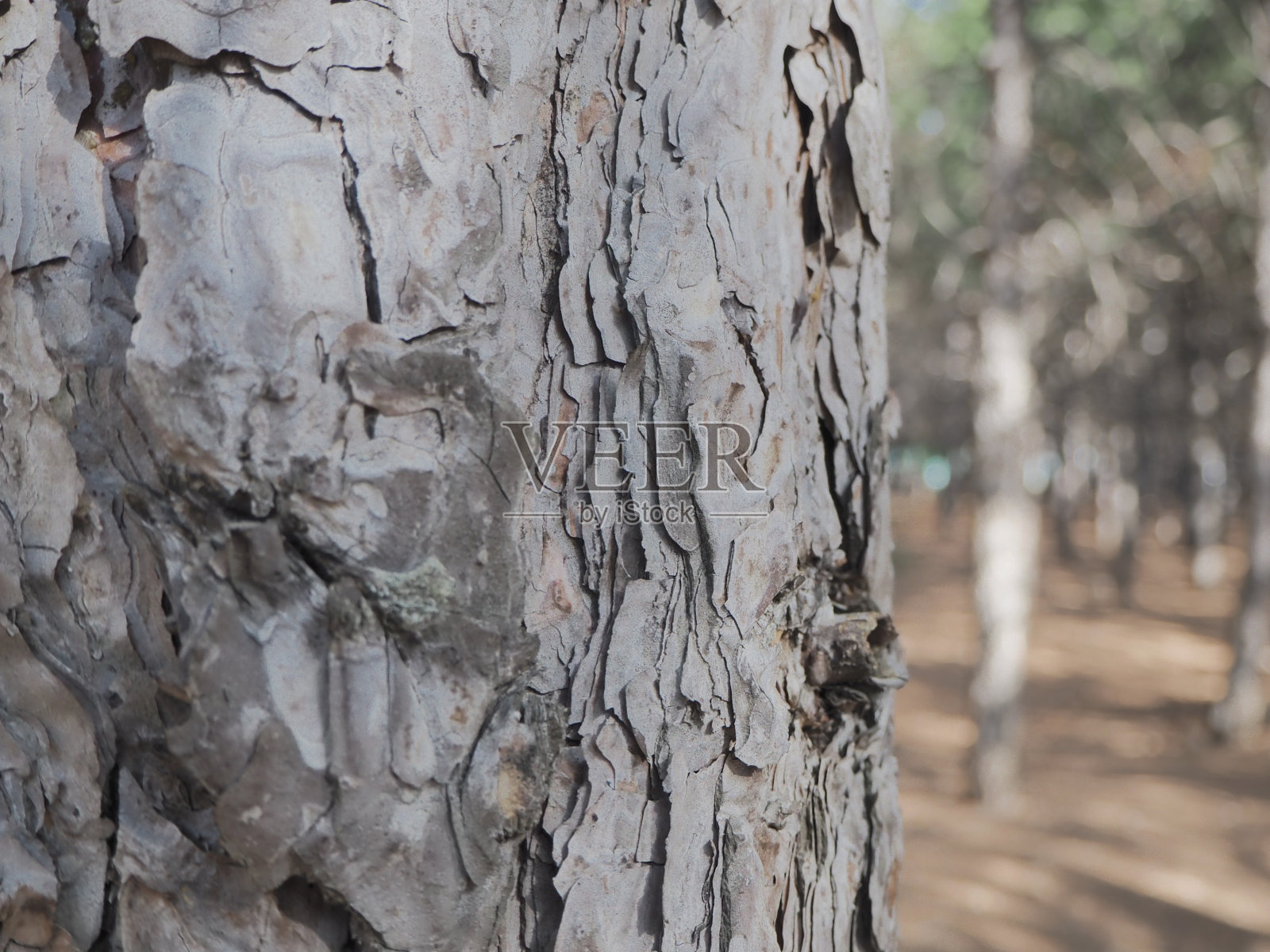 森林、树身、鸟巢与自然照片摄影图片