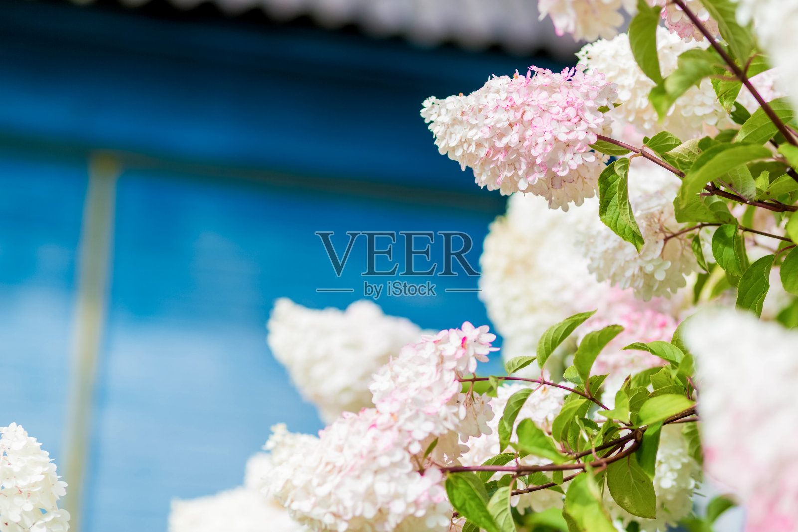 多色的白色和粉红色绣球花丛与花软焦点和模糊的背景照片摄影图片