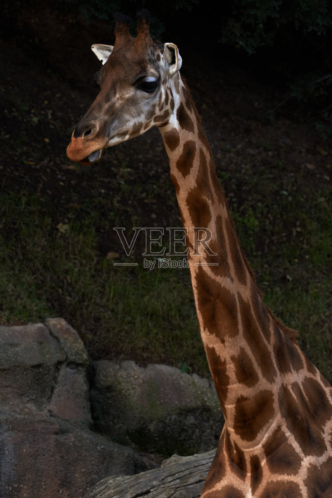 在西班牙巴伦西亚的动物园里,漂亮的巴伦戈长颈鹿的肖像从脖子往上照片摄影图片