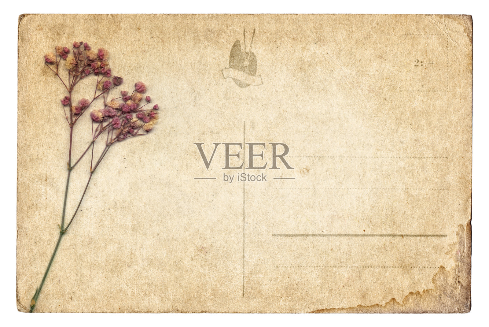 空白的老式明信片与干花孤立照片摄影图片