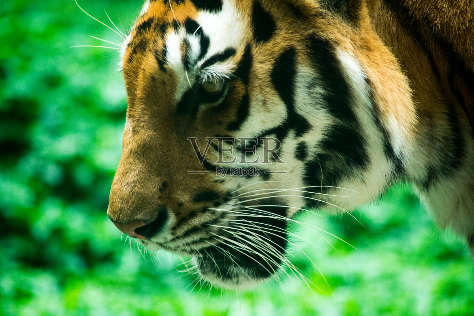 孟加拉虎的脸和眼睛特写照片摄影图片