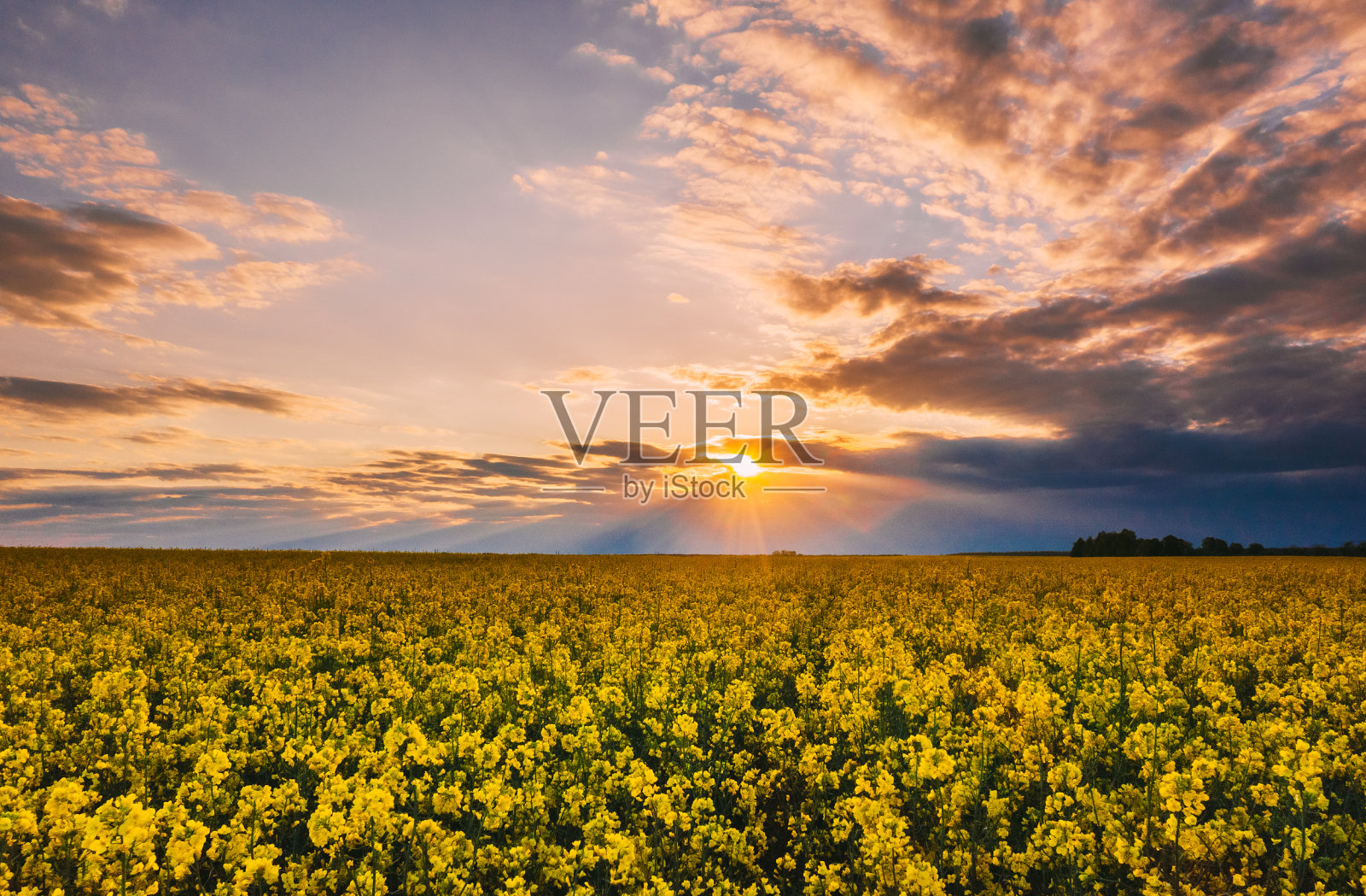 油菜花、黄花、晚霞、阴雨。明亮的天空。以上植物、油菜籽、油籽田草甸景观照片摄影图片