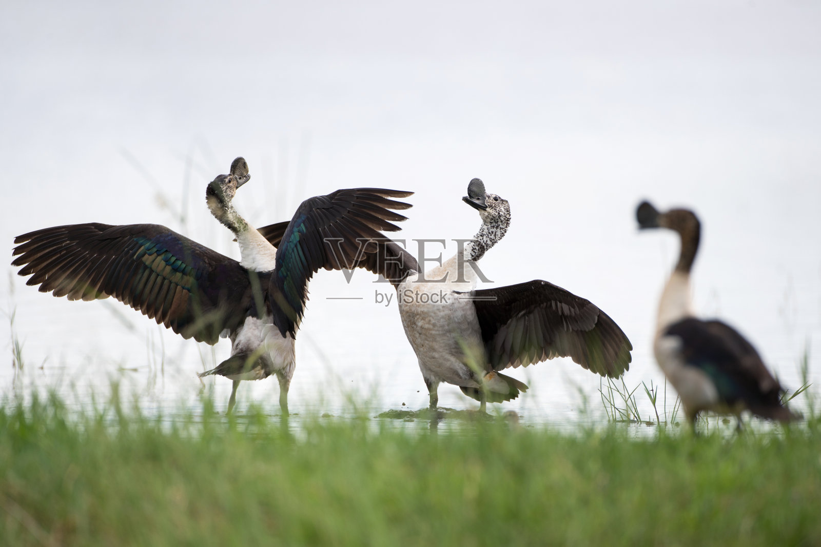 钩嘴鸭,或非洲梳鸭(黑毛鸭)照片摄影图片