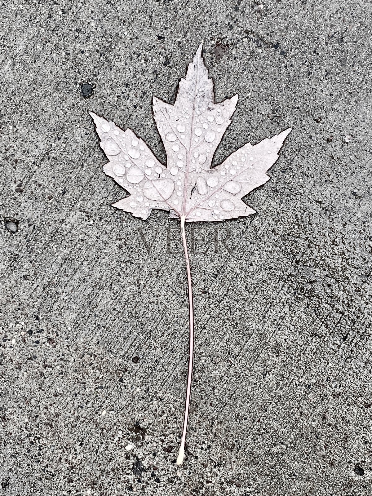 明尼苏达州的落叶和水滴照片摄影图片