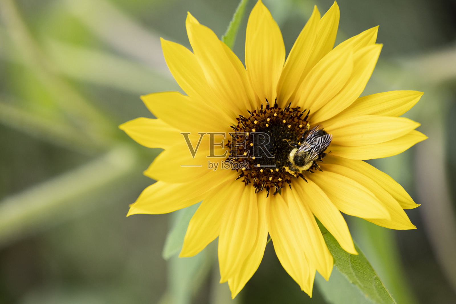 近距离照片的蜜蜂寻找花粉在向日葵开花。照片摄影图片
