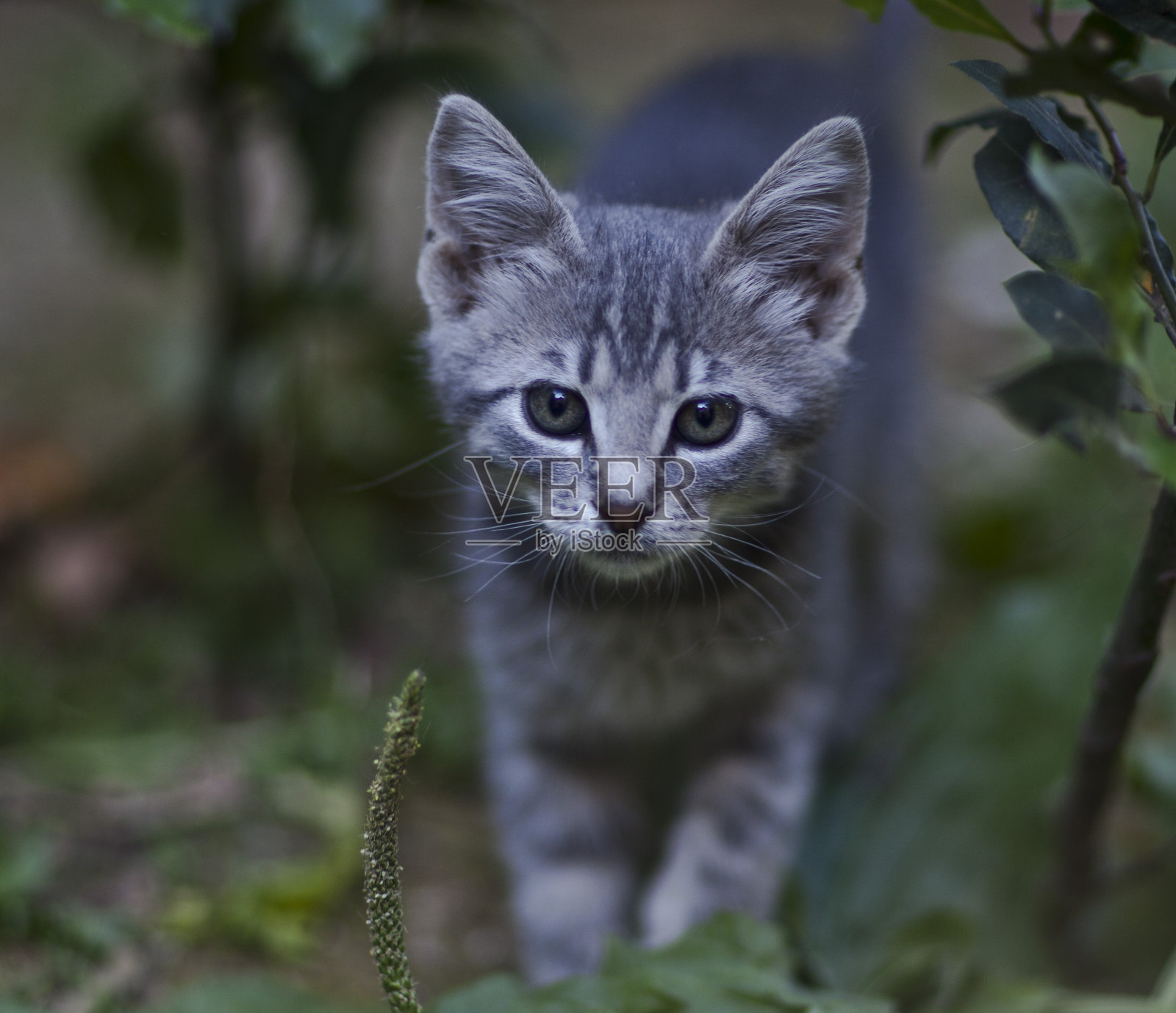 猫照片摄影图片