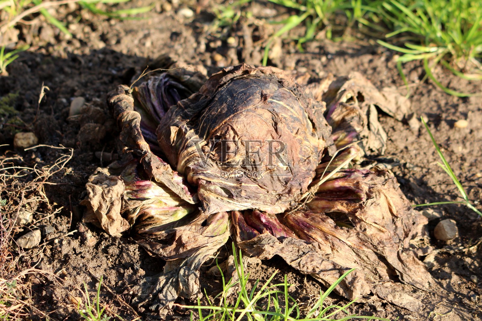 成熟的老卷心菜或结球卷心菜是一种多叶一年生蔬菜,在有机家庭花园中留下了浓密的绿叶照片摄影图片