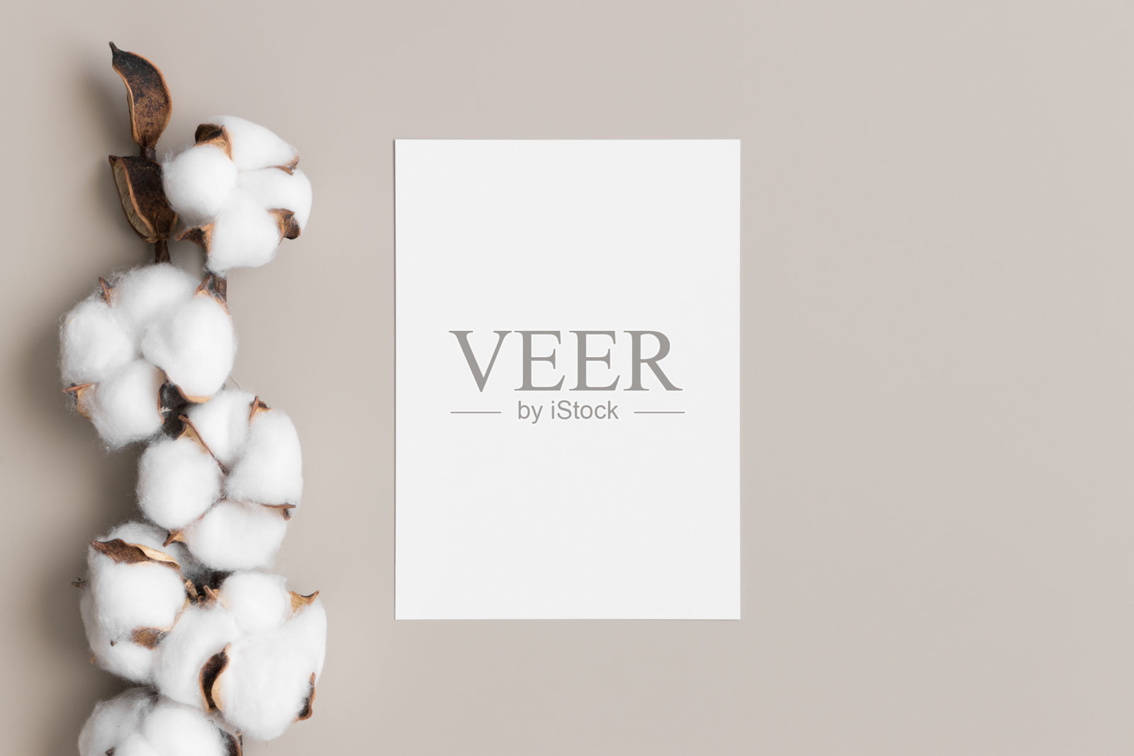 邀请白色卡片模型与干棉花枝。5x7的比例,类似于A6, A5。照片摄影图片