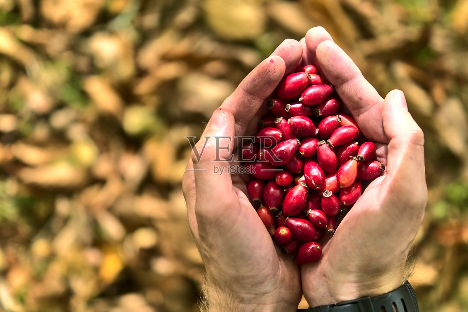 俯视图男子的手握玫瑰髋在秋天的黄叶背景。美丽的大雄双手捧着秋收。野生食物浆果。副本的空间。县威克洛郡、爱尔兰照片摄影图片