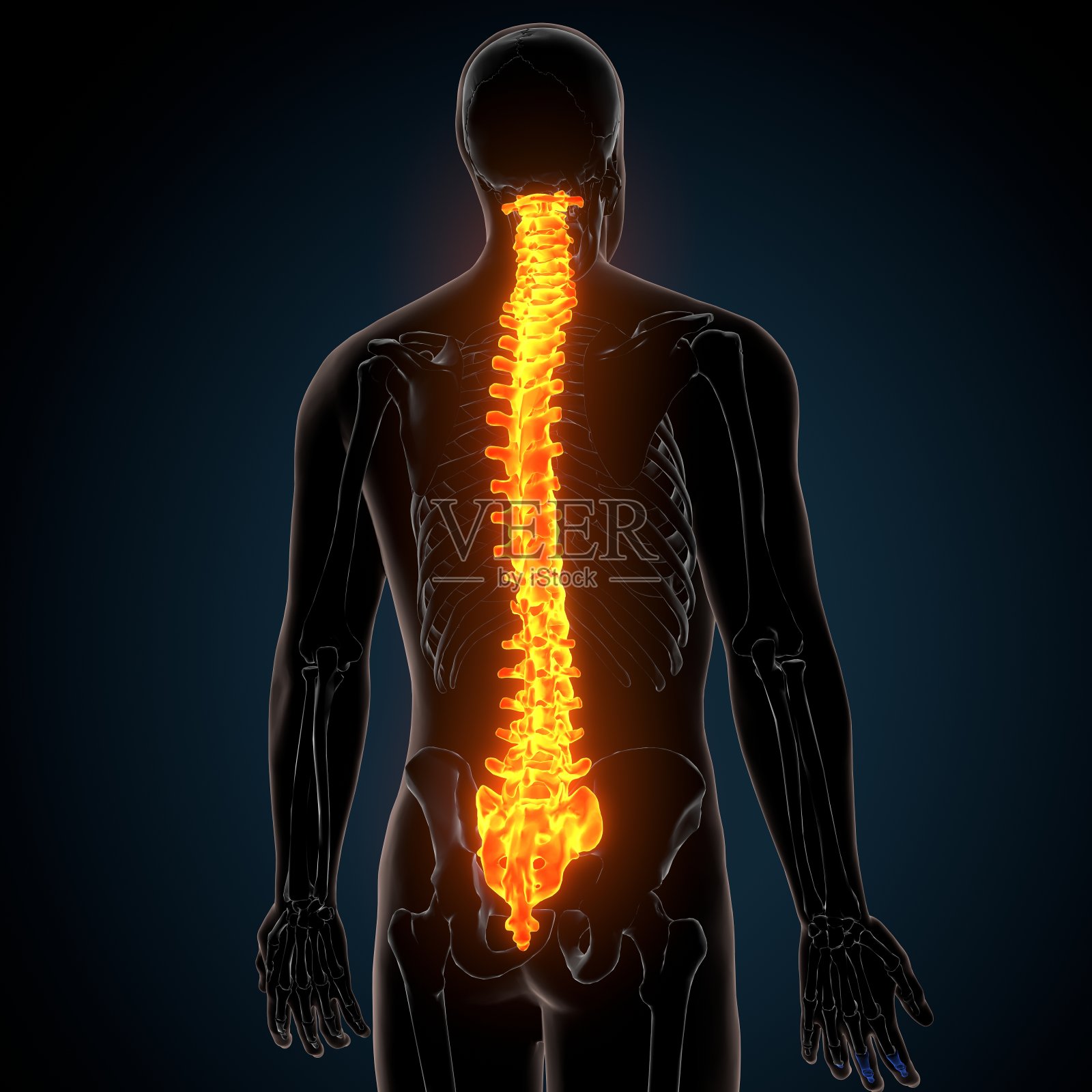 人体骨骼脊柱骨解剖的3d渲染照片摄影图片