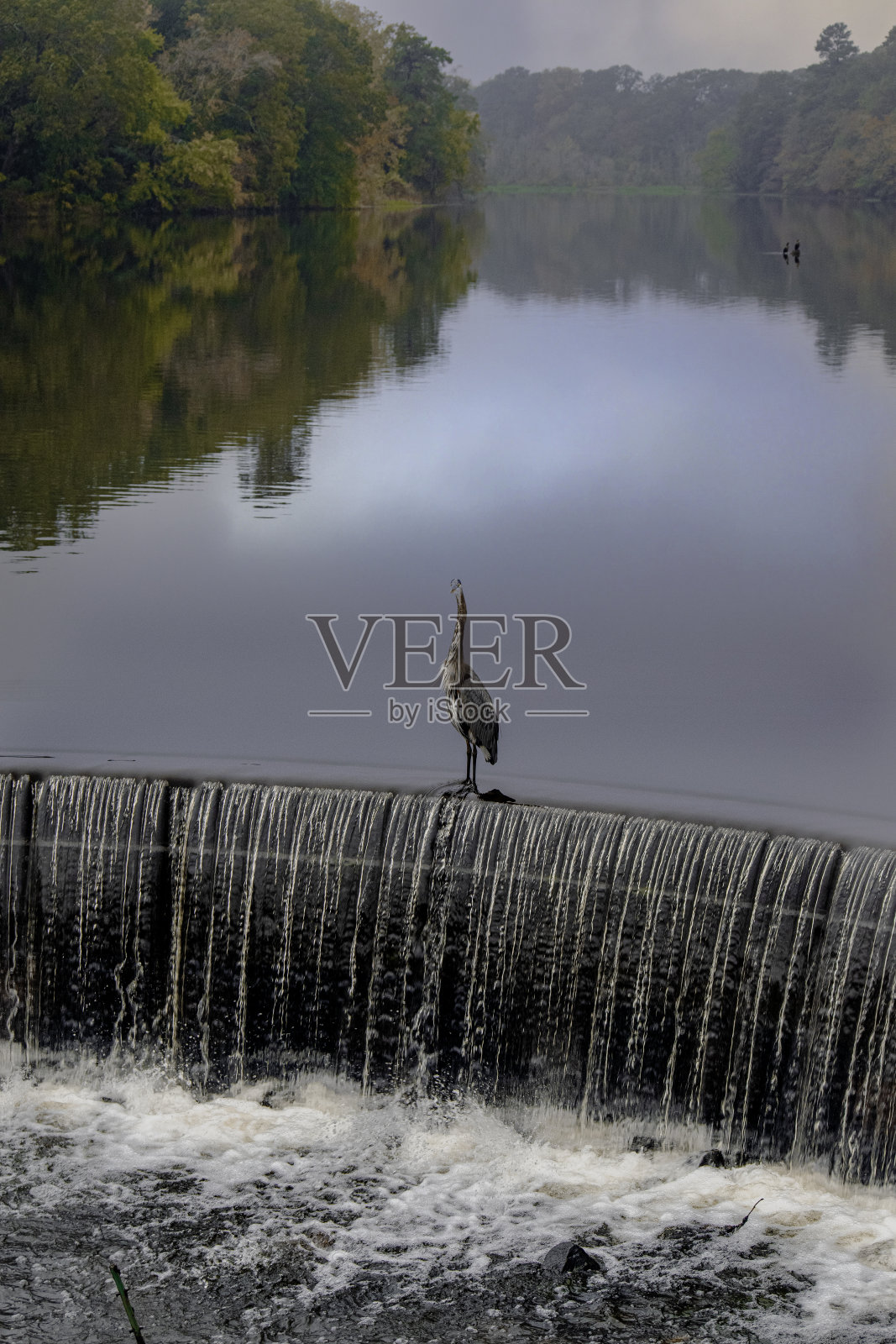 秋天瀑布上的大蓝鹭照片摄影图片