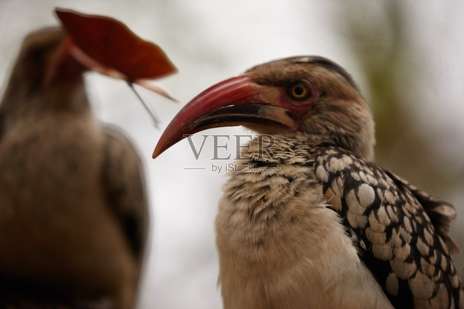 红嘴犀鸟照片摄影图片