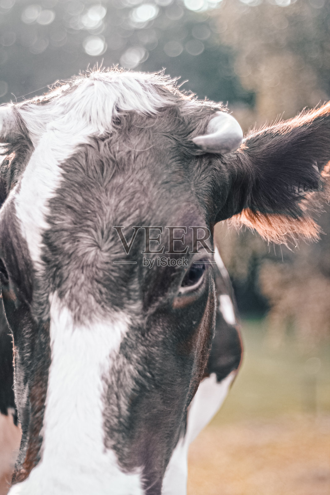 牛照片摄影图片